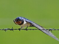 Hirundo rustica 26, Boerenzwaluw, Saxifraga-Ab H Baas