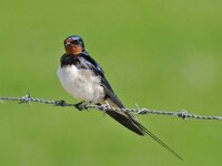 Hirundo rustica 30, Boerenzwaluw, Saxifraga-Ab H Baas
