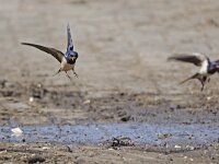 Boerenzwaluw #47007 : Boerenzwaluw, Hirundo rustica, European swallow