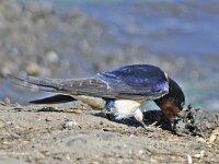 Boerenzwaluw #46964 : Boerenzwaluw, Hirundo rustica, European swallow