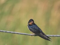 Hirundo rustica 4, Boerenzwaluw, Saxifraga-Piet Munsterman