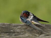 Hirundo rustica 40, Boerenzwaluw, Saxifraga-Jan Nijendijk