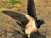 Hirundo rustica 42, Boerenzwaluw, Saxifraga-Piet Munsterman