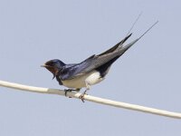 Hirundo rustica 46, Boerenzwaluw, Saxifraga-Mark Zekhuis