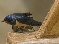 Hirundo rustica 50, Boerenzwaluw, Saxifraga-Jan van der Straaten