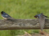 Hirundo rustica 52, Boerenzwaluw, Saxifraga-Jan Nijendijk