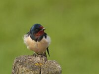 Hirundo rustica 54, Boerenzwaluw, Saxifraga-Jan Nijendijk
