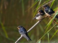 Hirundo rustica 58, Boerenzwaluw, Saxifraga-Hans Dekker