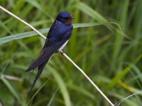 Hirundo rustica 64, Boerenzwaluw, Saxifraga-Jan Nijendijk