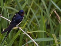 Hirundo rustica 68, Boerenzwaluw, Saxifraga-Jan Nijendijk