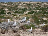 Ichthyaetus audouinii 30, Audouins meeuw, Saxifraga-Ed Stikvoort : Ilha Deserta