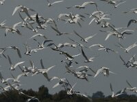 Ichthyaetus melanocephalus 5, Zwartkopmeeuw, Saxifraga-Jan van der Straaten