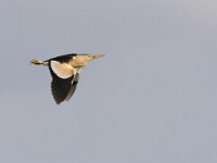 Ixobrychus minutus 22, Woudaap, Saxifraga-Mark Zekhuis