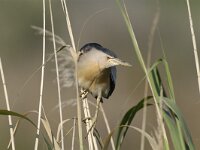 Ixobrychus minutus 24, Woudaap, male, Saxifraga-Piet Munsterman