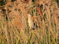 Ixobrychus minutus 33, Woudaap, Saxifraga-Bart Vastenhouw