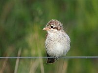 Lanius collurio 51, juvenile, Grauwe klauwier, Saxifraga-Hans Dekker