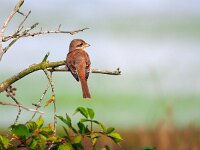 Lanius collurio 58, juvenile, Grauwe klauwier, Saxifraga-Hans Dekker