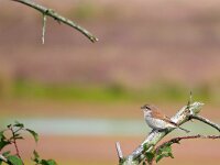 Lanius collurio 59, juvenile, Grauwe klauwier, Saxifraga-Hans Dekker