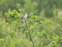 Lanius collurio 76, Grauwe klauwier, Saxifraga-Tom Heijnen