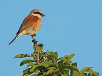 Lanius collurio 78, Grauwe klauwier, Saxifraga-Mark Zekhuis