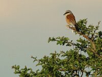 Lanius collurio 81, Grauwe klauwier, Saxifraga-Mark Zekhuis