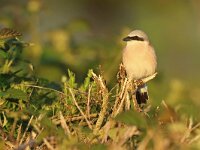 Lanius collurio 82, Grauwe klauwier, Saxifraga-Mark Zekhuis