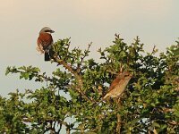Lanius collurio 86, Grauwe klauwier, Saxifraga-Mark Zekhuis