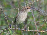 Lanius collurio 88, Grauwe klauwier, Saxifraga-Tom Heijnen