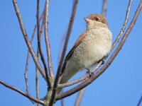 Lanius collurio 94, Grauwe klauwier, Saxifraga-Tom Heijnen