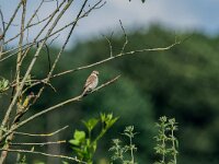 Lanius collurio 96, Grauwe klauwier, adult, female, Saxifraga-Theo Verstrael