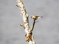 Lanius collurio 98, Grauwe klauwier, adult, male, Saxifraga-Theo Verstrael