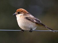 Lanius senator 13, Roodkopklauwier, Saxifraga-Bart Vastenhouw