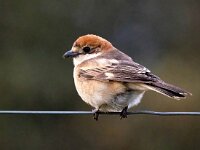 Lanius senator 15, Roodkopklauwier, Saxifraga-Bart Vastenhouw