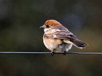 Lanius senator 16, Roodkopklauwier, Saxifraga-Bart Vastenhouw