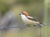 Lanius senator 24, Roodkopklauwier, female, Saxifraga-Bart Heijne : 2016, Coria, Spanje, roodkopklauwier, vakantie, vogel, voorjaar