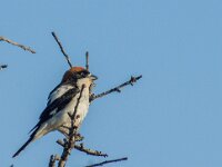 Lanius senator 27, Roodkopklauwier, adult, Saxifraga-Theo Verstrael