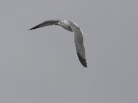 Larus atricilla 4, Lachmeeuw, Saxifraga-Luc Hoogenstein