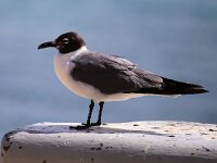 Larus atricilla 8, Lachmeeuw, Saxifraga-Bart Vastenhouw