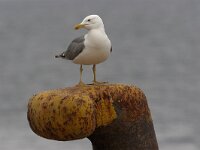 Larus cachinnans 12, Pontische meeuw, Saxifraga-Luc Hoogenstein