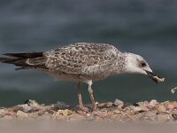 Larus cachinnans 13, Pontische meeuw, juvenile, Saxifraga-Luc Hoogenstein