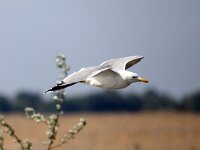 Larus cachinnans 22, Pontische meeuw, Saxifraga-Henk Baptist