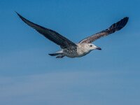 Larus cachinnans 25, Pontische meeuw, 2e kj, Saxifraga-Theo Verstrael