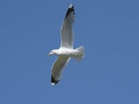 Larus canus 57, Stormmeeuw, Saxifraga-Willem van Kruijsbergen