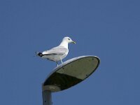 Larus canus 63, Stormmeeuw, Saxifraga-Willem van Kruijsbergen