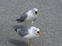 Larus canus 68, Stormmeeuw, Saxifraga-Willem van Kruijsbergen