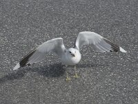 Larus canus 74, Stormmeeuw, Saxifraga-Willem van Kruijsbergen