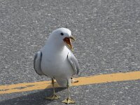 Larus canus 78, Stormmeeuw, Saxifraga-Willem van Kruijsbergen