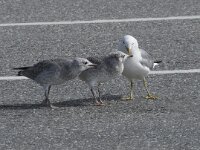 Larus canus 84, Stormmeeuw, Saxifraga-Willem van Kruijsbergen
