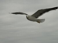 Larus fuscus 18, Kleine mantelmeeuw, Saxifraga-Willem van Kruijsbergen