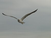 Larus fuscus 21, Kleine mantelmeeuw, Saxifraga-Willem van Kruijsbergen